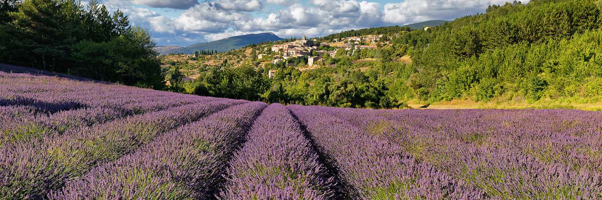 Lavendel / Provence