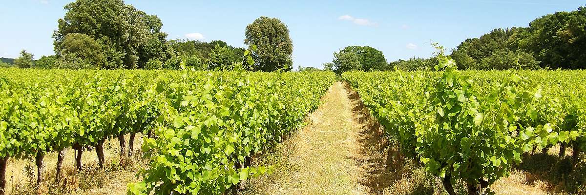 Villa Fleurie / Saint Siffret / Uzes / Provence